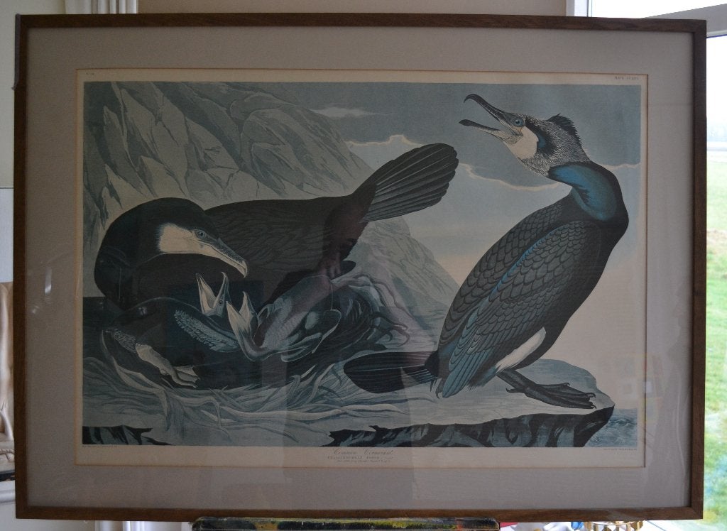 Aalscholvers door J J Audubon, Ophalen, Klassiek, Print, Dieren