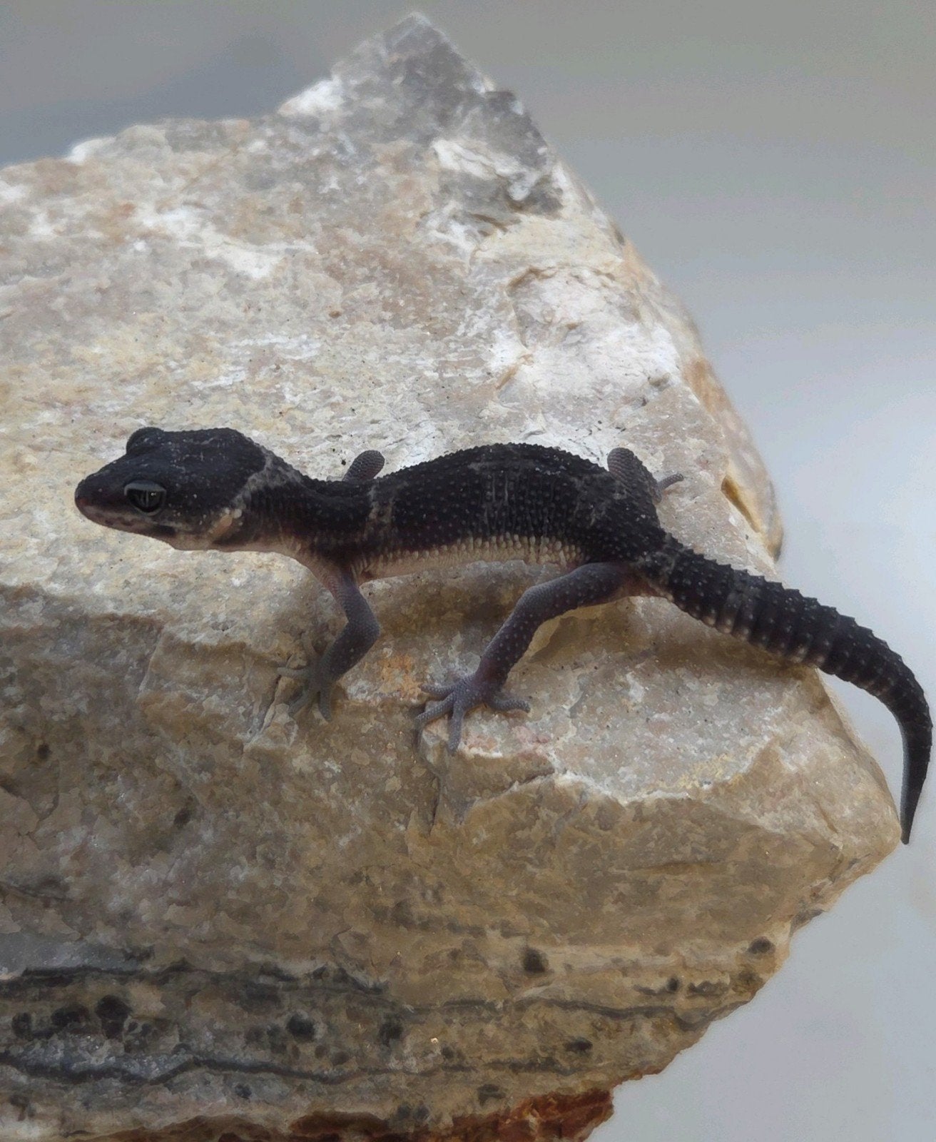 Luipaardgekko Leopard Gecko photo 3