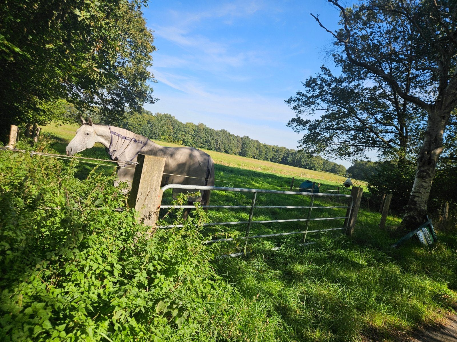 Omheining te koop, Dieren en Toebehoren