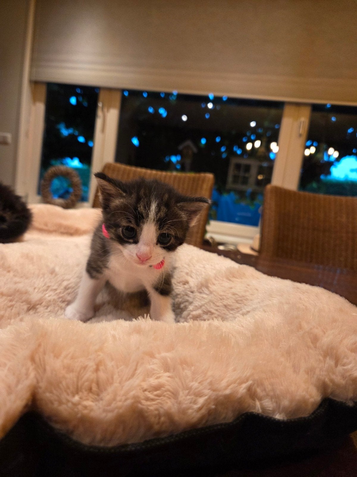kittens