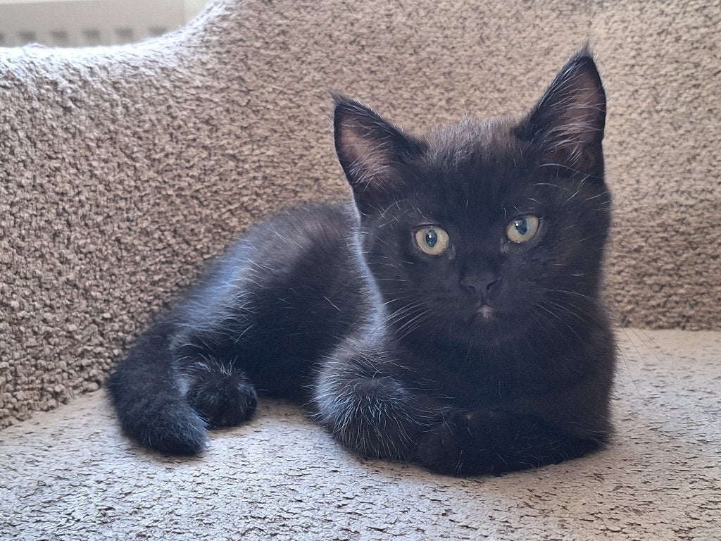 Brits Korthaar kitten op zoek naar een gouden mandje, Meerdere dieren, Gechipt, 0 tot 2 jaar