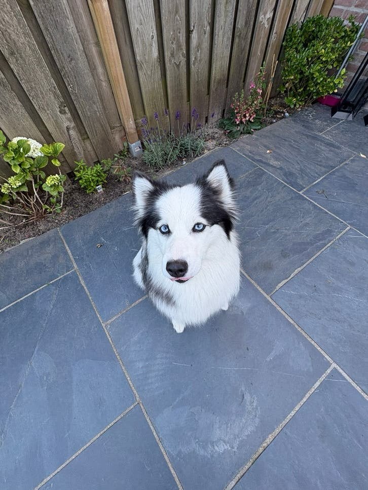 Pomsky 2 jaar, Ophalen