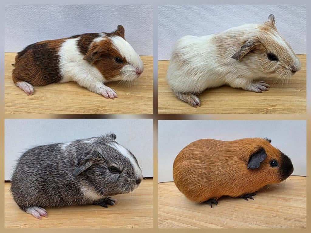 Baby cavia beertjes, Dieren en Toebehoren, Knaagdieren, Maart, Mannelijk, Cavia
