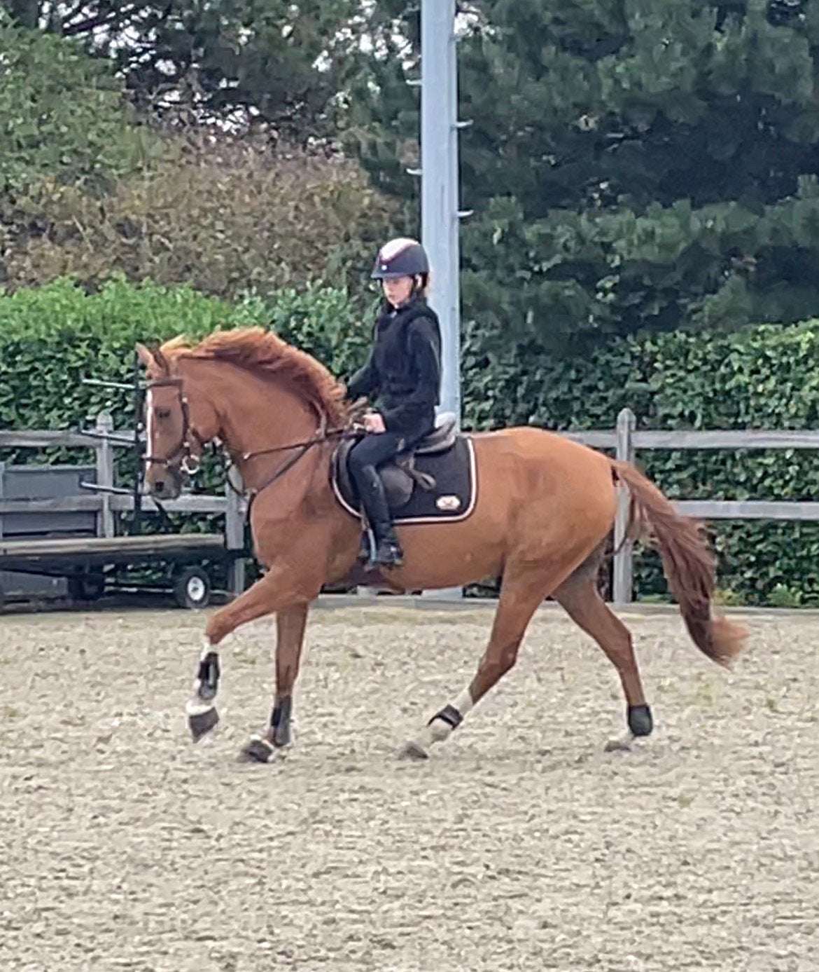 Talentvolle E sportpony met toporigine voor jeugd, Dieren en Toebehoren, E pony (1.48m - 1.57m), Met stamboom, Ruin, Springpony