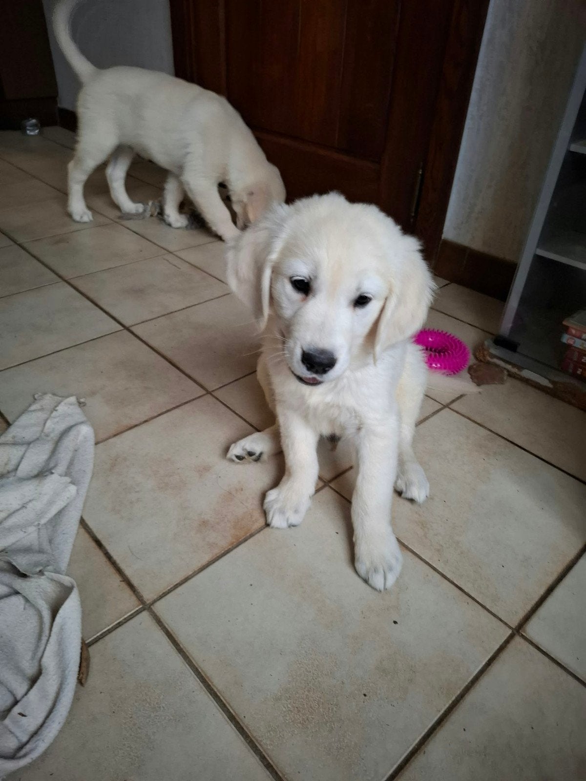 Lieve Golden retriever pups op boerderij ouders aanwezig, Golden retriever, België, 8 tot 15 weken, Meerdere
