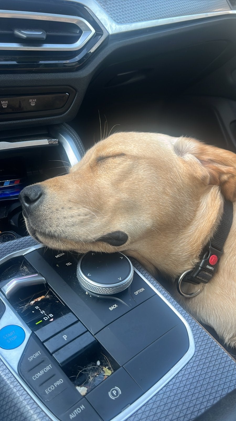 Gezocht oppas voor labrador, Ophalen