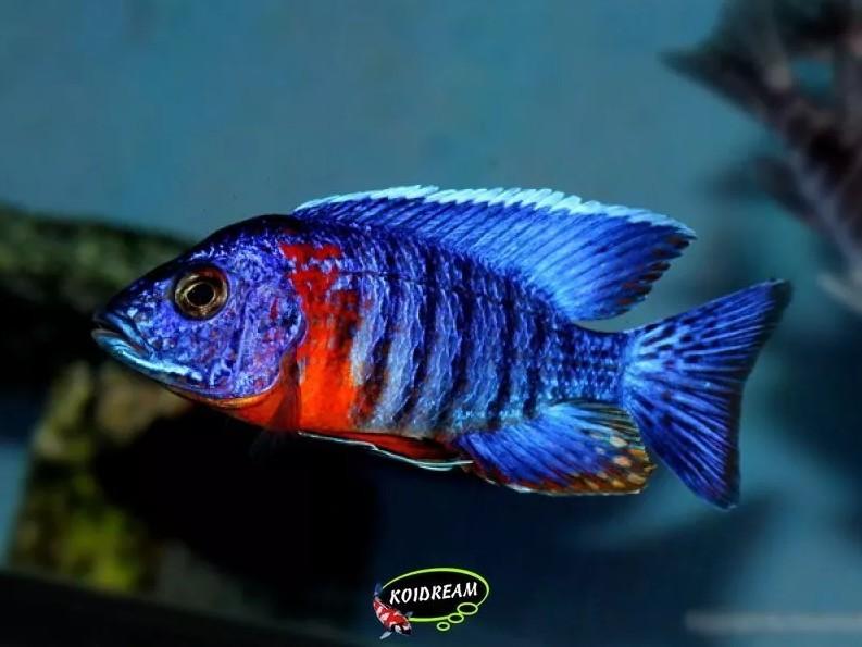 Auloncara Hansbaenshi 'Red Flash' ca 5-6 cm Koidreams, Vis, Zoetwatervis