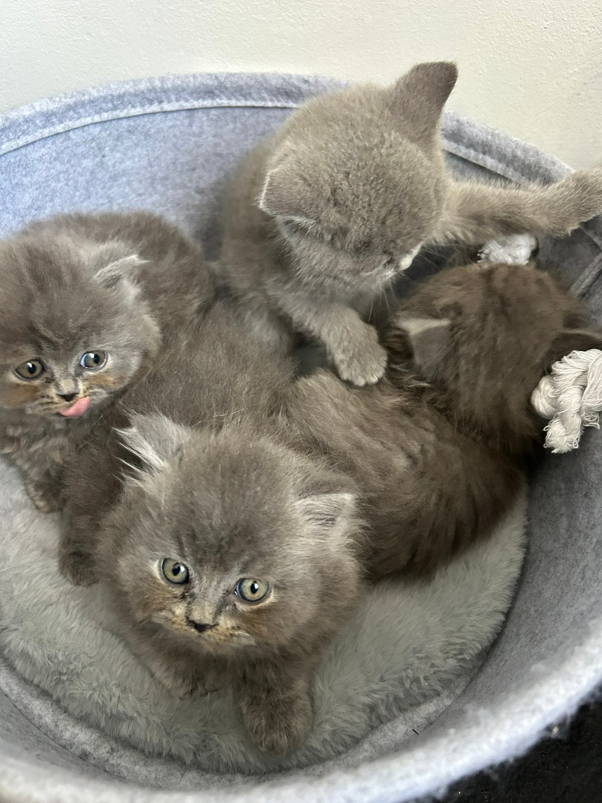 3 Britse Langhaar/Korthaar Mix Kittens, Kater, Ontwormd