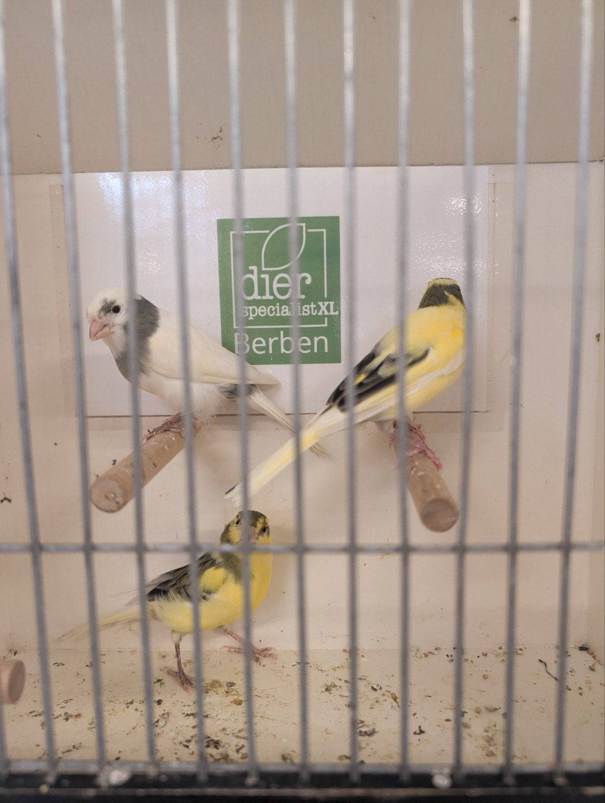 Trimbado kanaries mannen, Dieren en Toebehoren, Vogels | Kanaries, Mannelijk, Kleurkanarie