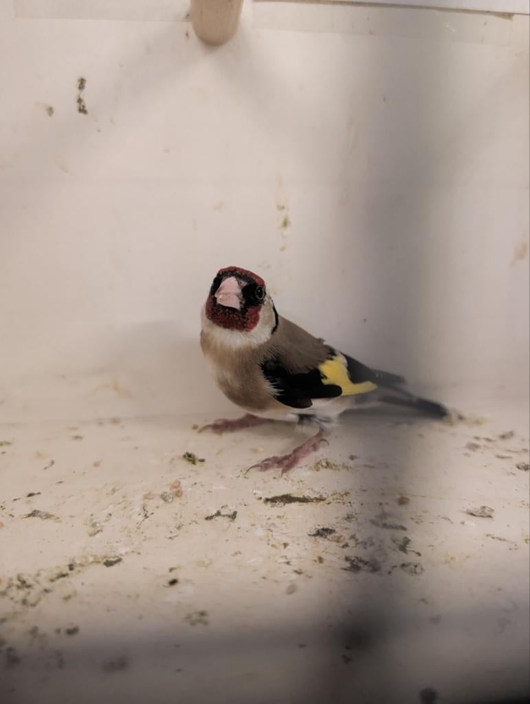 Bloem putter man, Dieren en Toebehoren, Vogels | Overige Vogels, Mannelijk, Wildzangvogel, Geringd