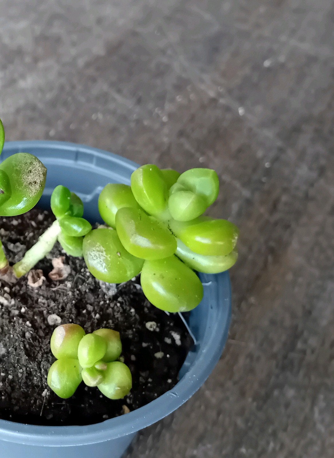 Sedum lucidum 'Obesum' 5cm, Ophalen, Overige soorten, In pot, Minder dan 100 cm