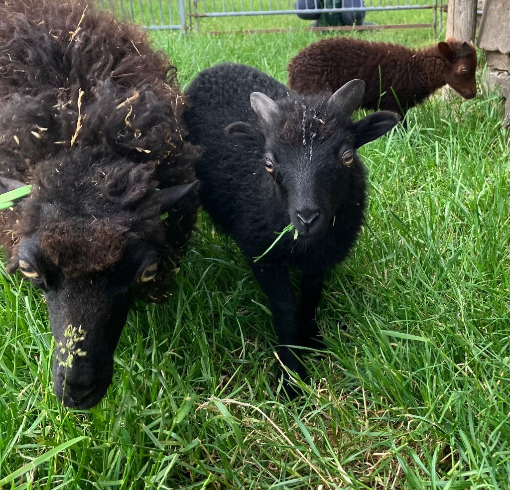 schapen, Meerdere dieren, Schaap, 0 tot 2 jaar
