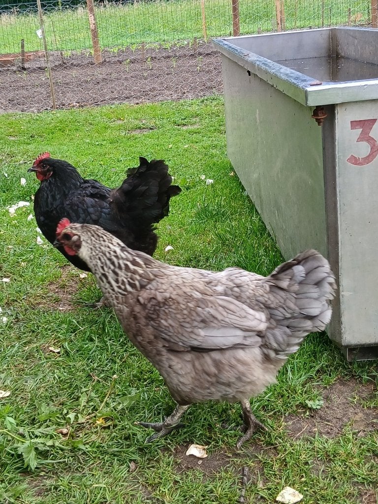 koppeltje kippen, gewend aan vrij rondlopen, Dieren en Toebehoren, Meerdere dieren, Kip