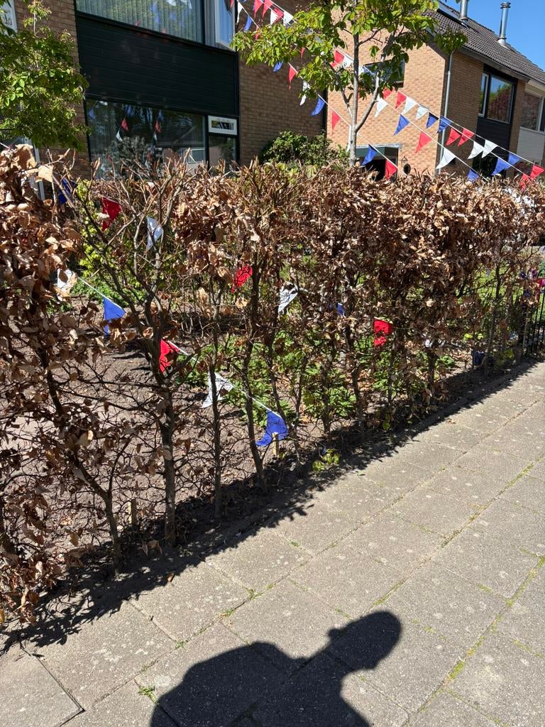 Beukenhaag 135cm hoog., Tuin en Terras, Planten | Bomen, Ophalen, Bloeit niet, Halfschaduw, Overige soorten