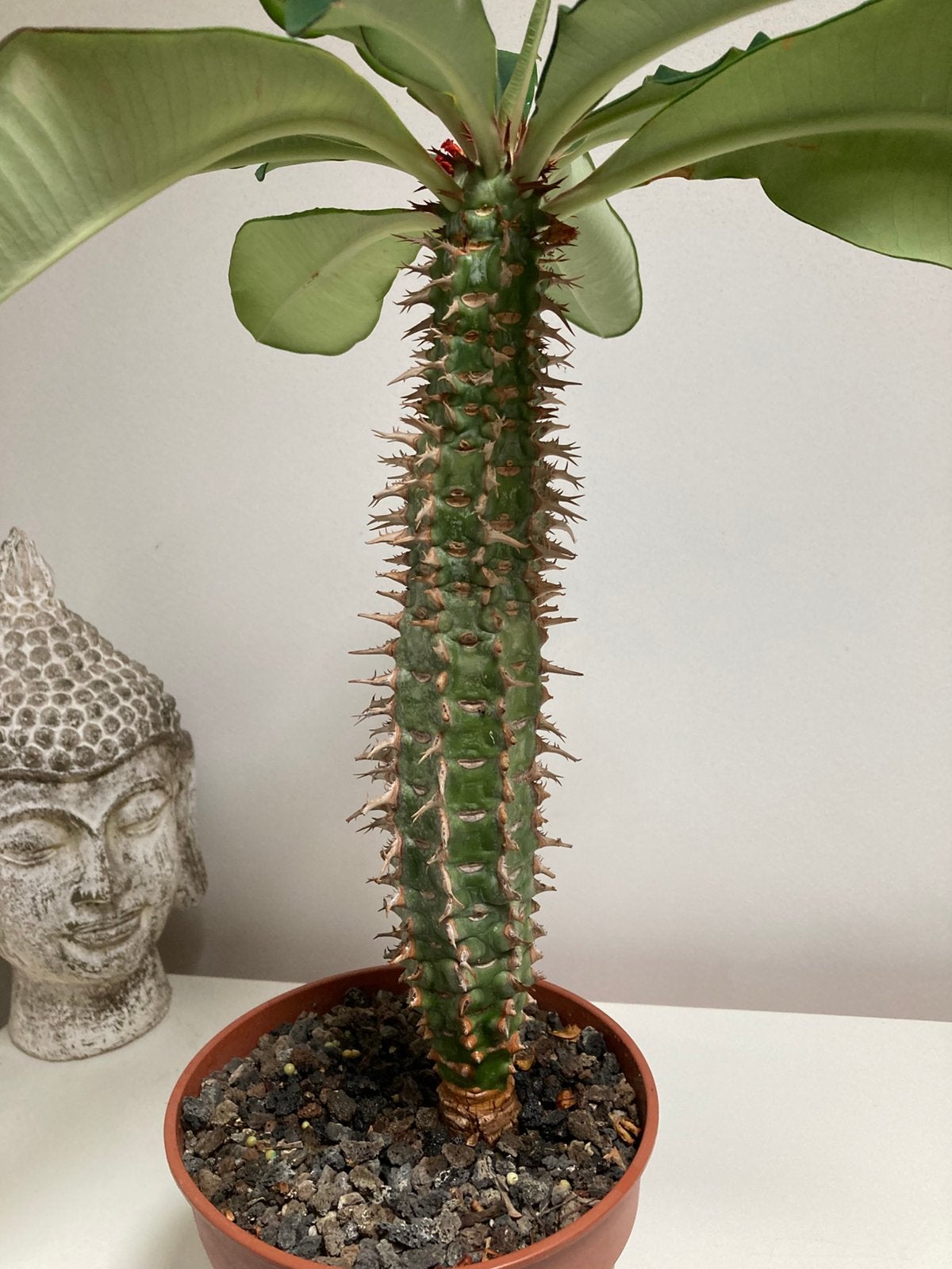 Euphorbia Viguieri, Vetplant, Ophalen of Verzenden, Minder dan 100 cm, Bloeiende kamerplant