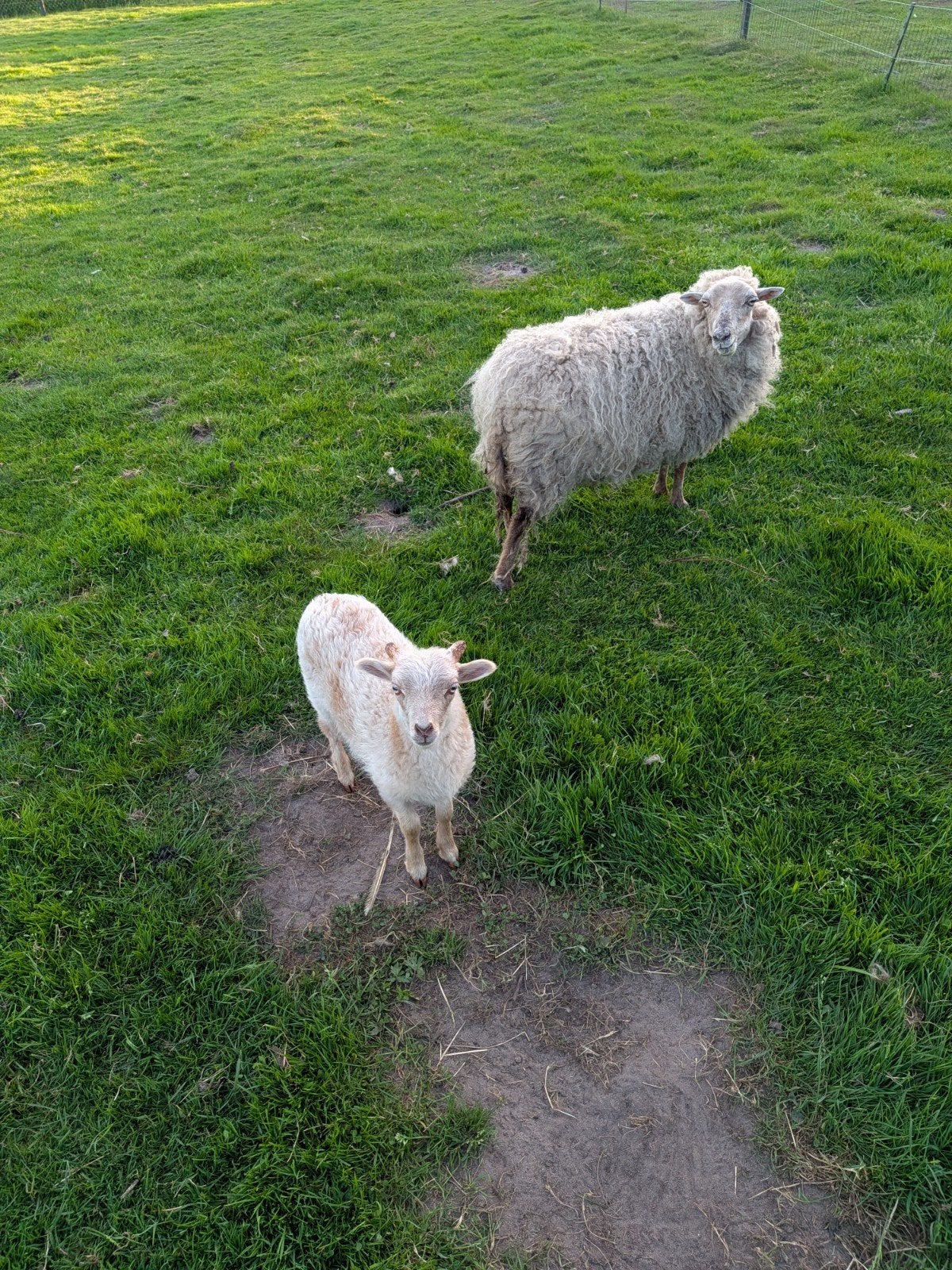 Te Koop; Ouesant schapen., Dieren en Toebehoren, Mannelijk, Schaap