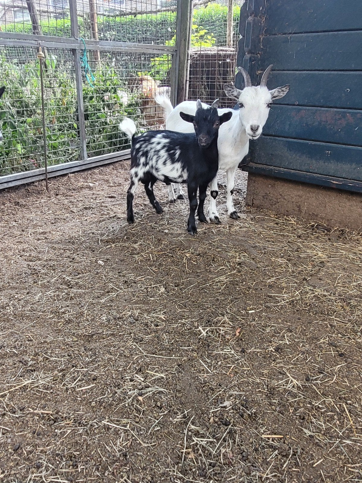 dwerggeit bokjes, Dieren en Toebehoren, Schapen, Geiten en Varkens, Mannelijk, Geit, 0 tot 2 jaar