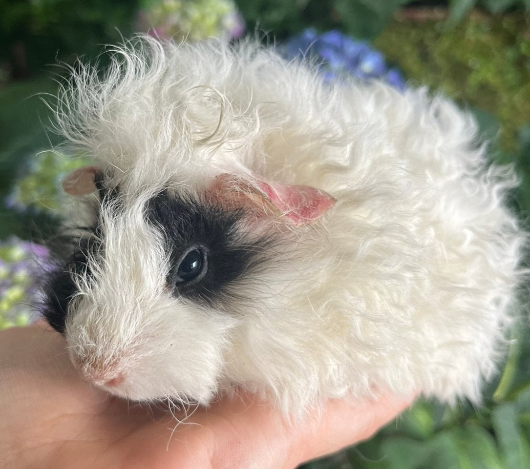 Lief cavia beertje: kruising alpaca x lunkarya, Dieren en Toebehoren, Cavia, Mannelijk, Mei, Tam