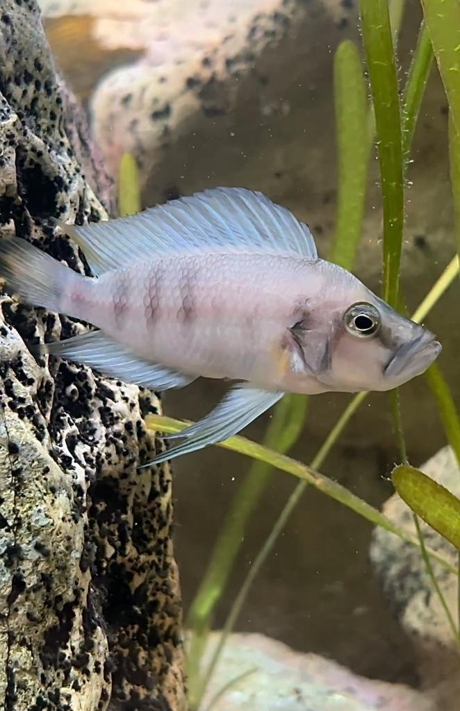 Altolamprologus sp “sumbu shell”, Vis