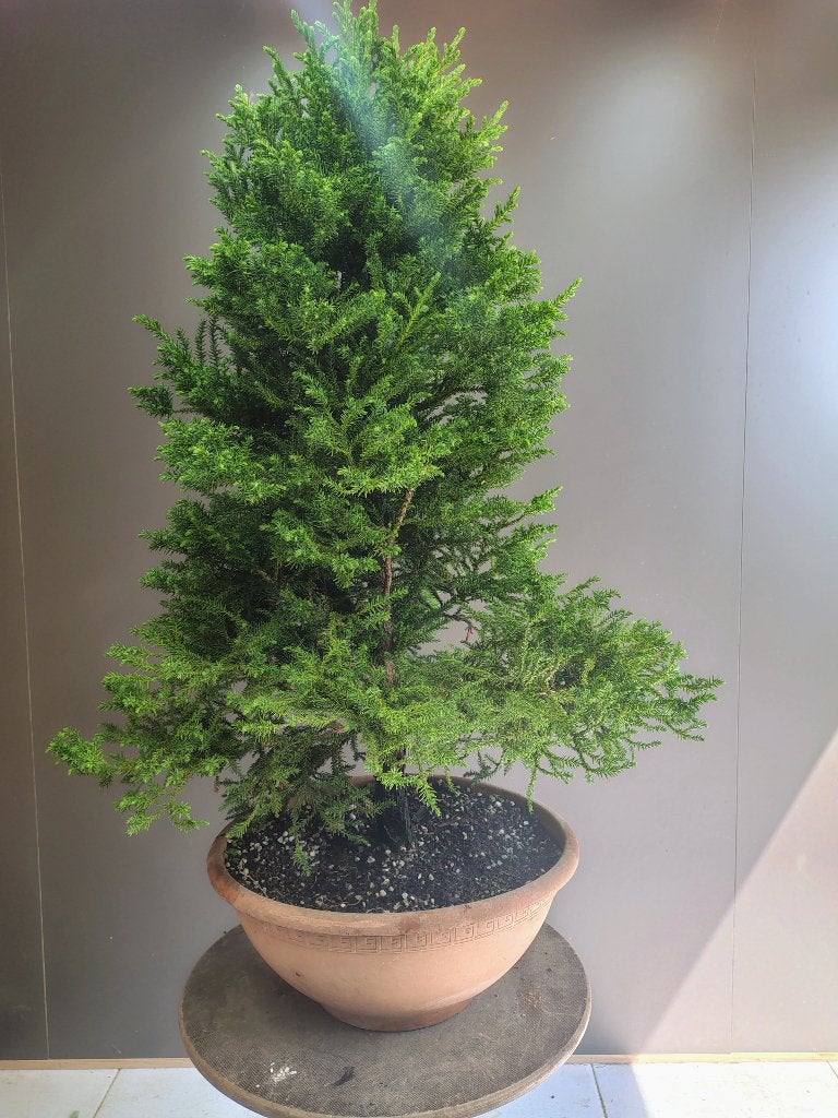 Startplanten voor bonsai, In pot, Bloeit niet, Halfschaduw, Minder dan 100 cm