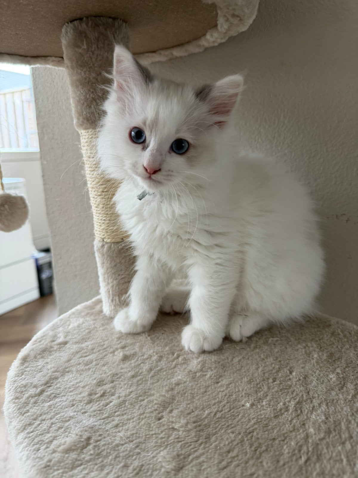 Laatste 100% Ragdoll kater uit het nest beschikbaar, Dieren en Toebehoren, Katten en Kittens | Raskatten | Langhaar, Kater