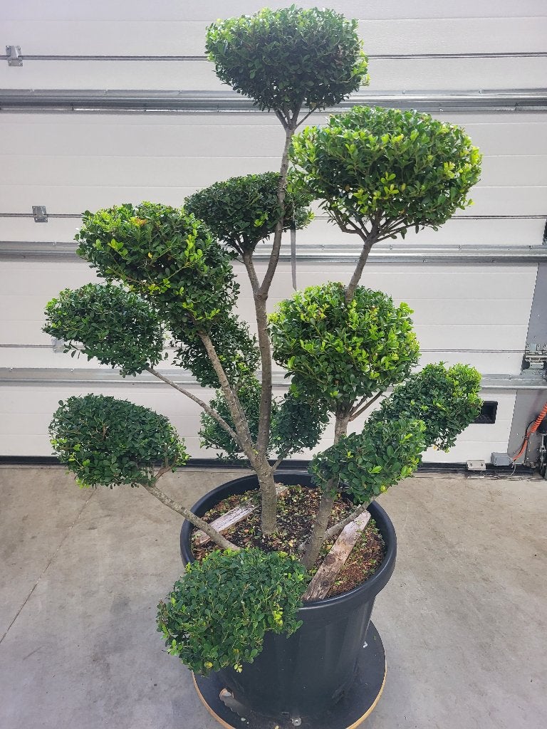 Ilex crenata Green Hedge bonsai, Overige soorten, Lente, Minder dan 100 cm, Ophalen