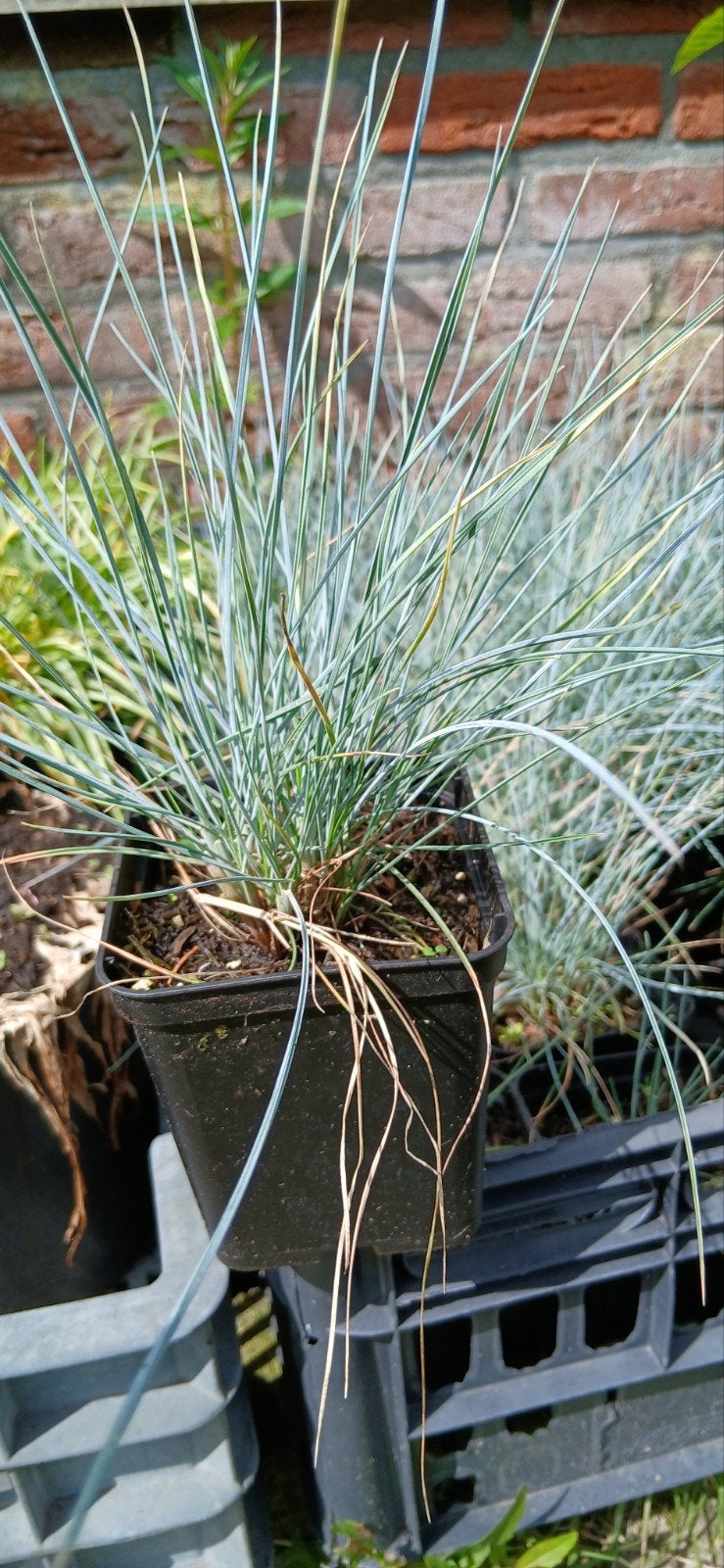 Blauwgras, Ophalen, Overige soorten, Volle zon