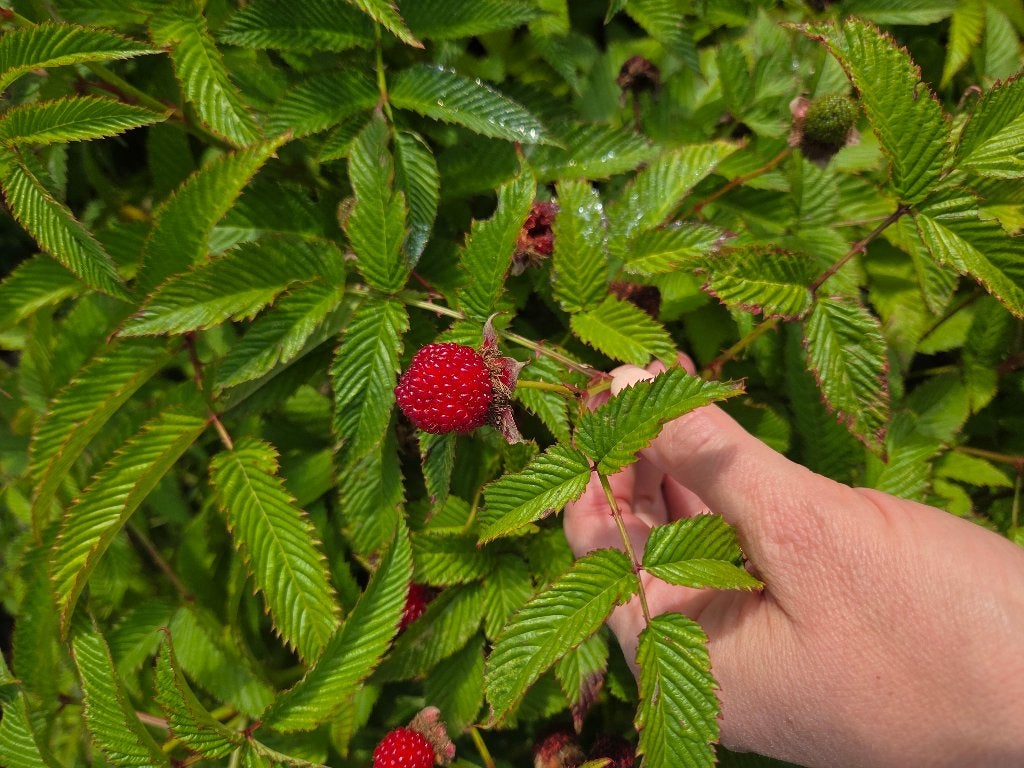 aardbeiframboos (Rubus illecebrosus), Tuin en Terras, Planten | Tuinplanten, Ophalen, Vaste plant, Halfschaduw, Fruitplanten