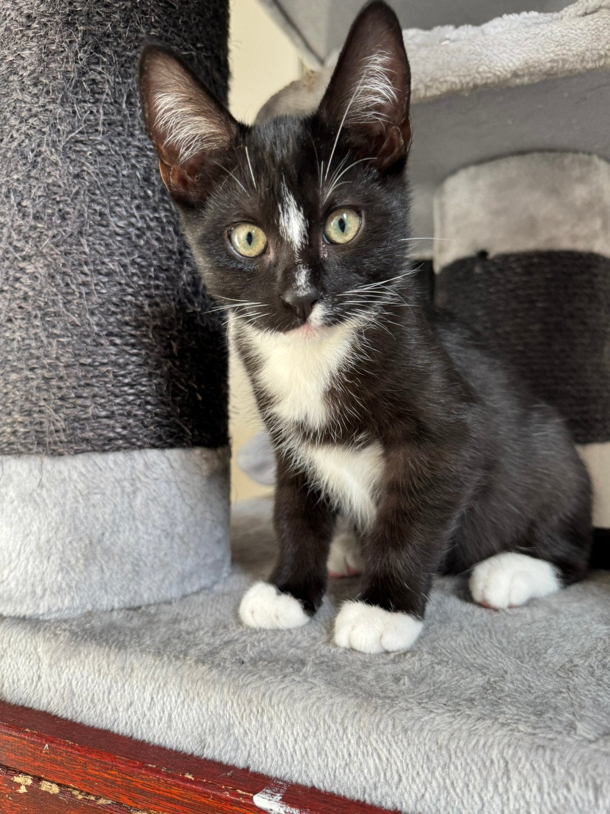 Lieve zwart-witte kitten Suso zoekt een liefdevol thuis!, Meerdere dieren, Langharig, 0 tot 2 jaar