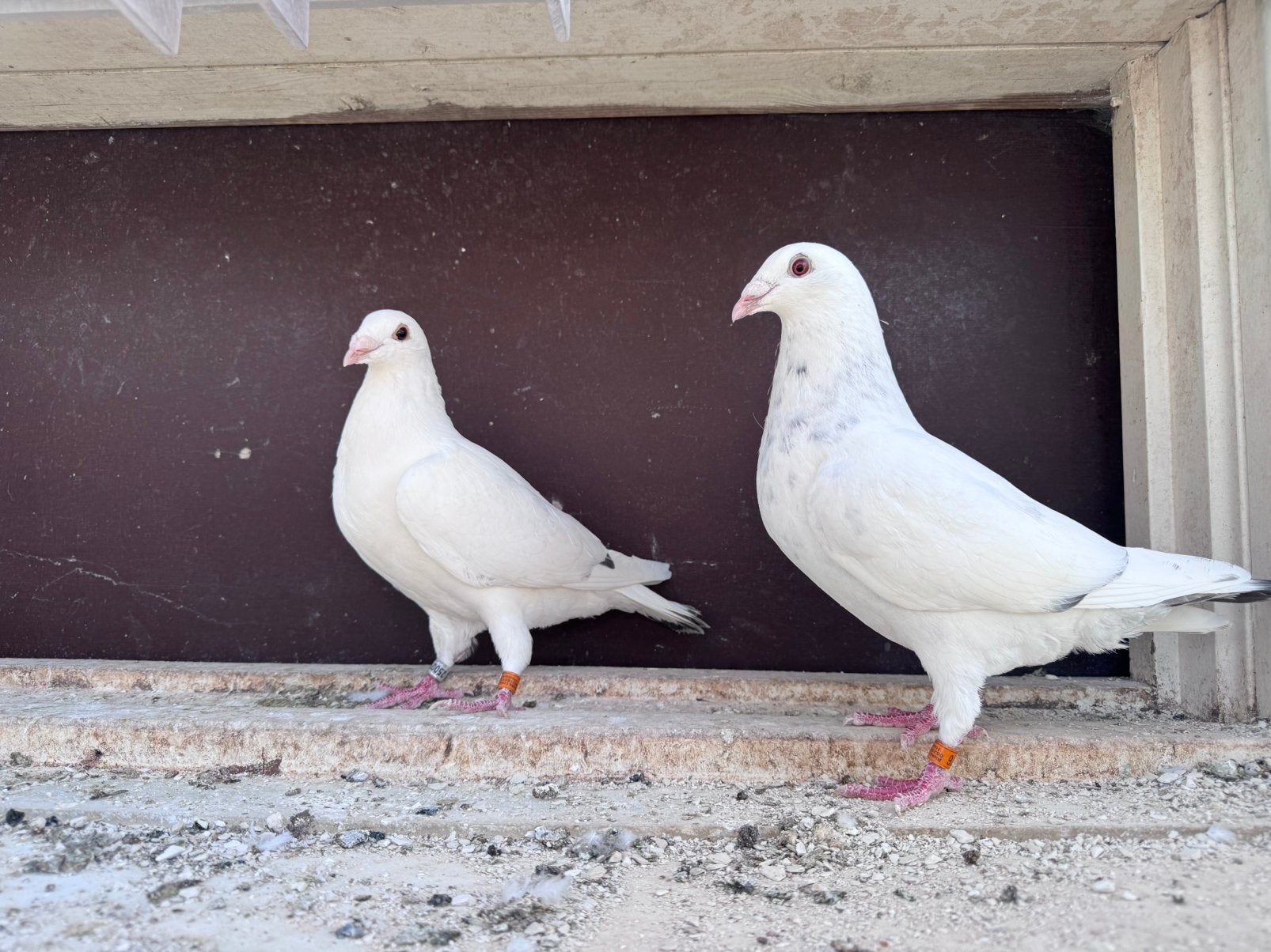 Koppel Showpostduiven, Dieren en Toebehoren, Vogels | Duiven, Meerdere dieren, Overige soorten