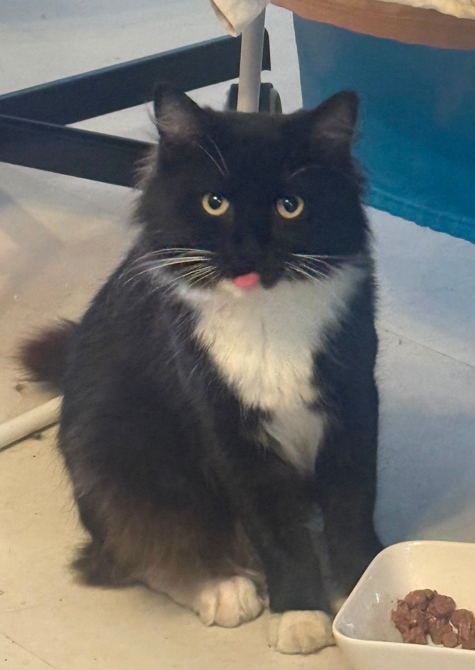Lieve zwarte langharige tuxedo kater, Kater, Langharig, 0 tot 2 jaar