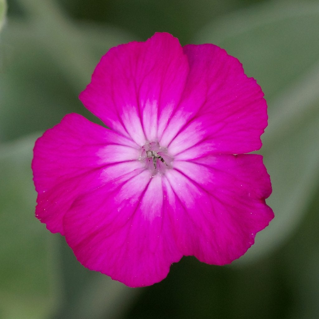 Zaden prikneus roze (Silene coronaria), Tuin en Terras, Ophalen of Verzenden, Voorjaar, Volle zon, Zaad