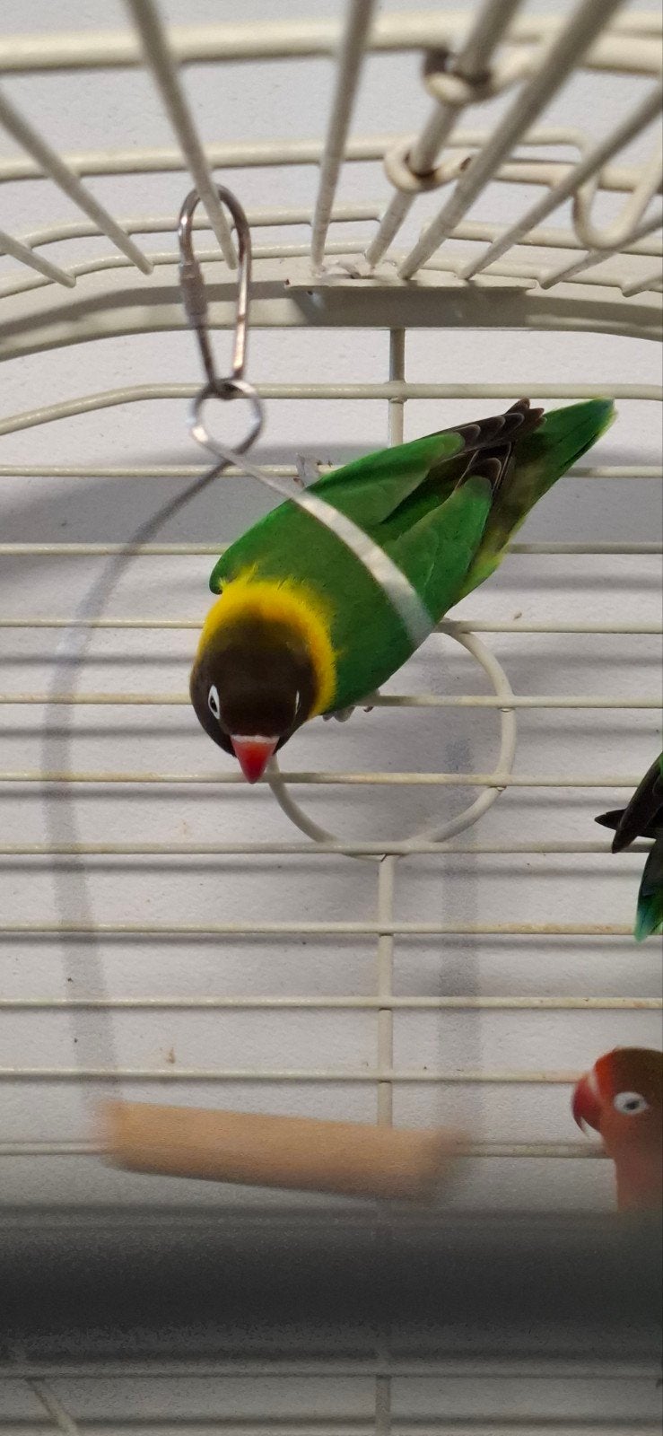 3 mooie agapornissen met grote vogelkooi., Dieren en Toebehoren, Meerdere dieren, Tropenvogel, Geringd