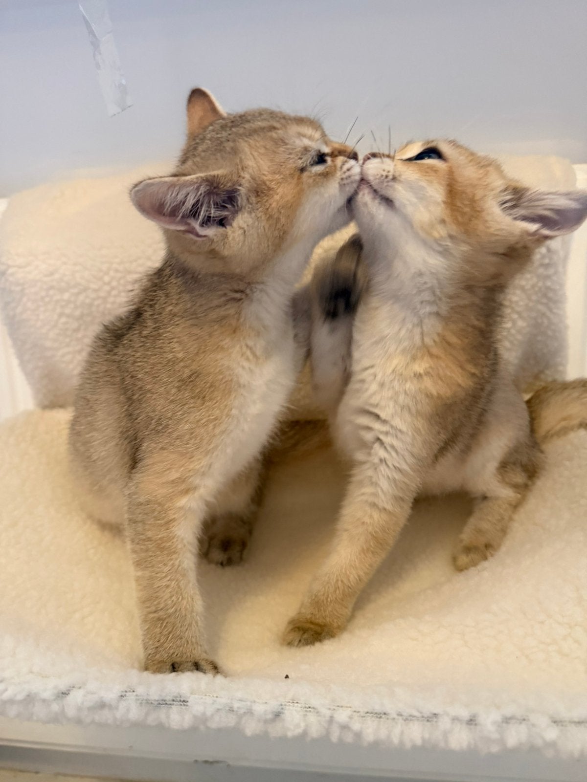 Britse korthaar Kittens, Meerdere dieren, Ontwormd, 0 tot 2 jaar