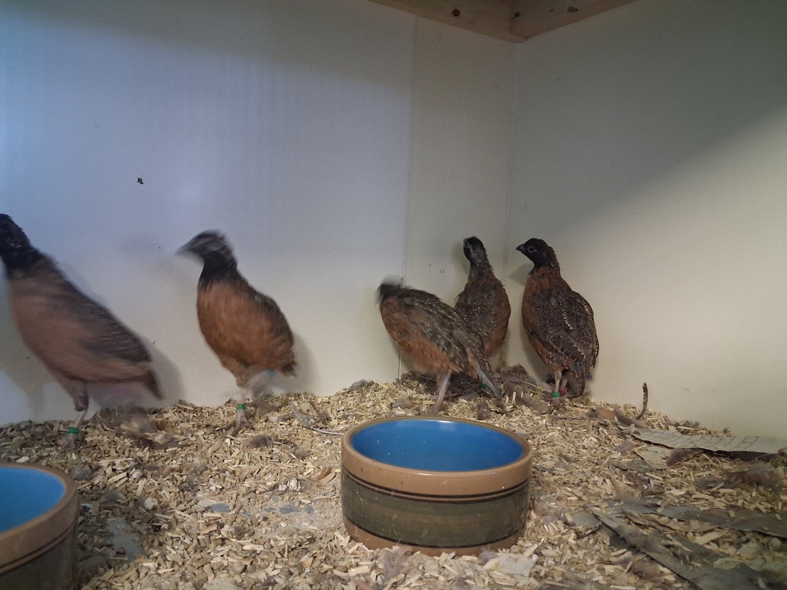 zwartmasker boomkwartels, Dieren en Toebehoren, Meerdere dieren