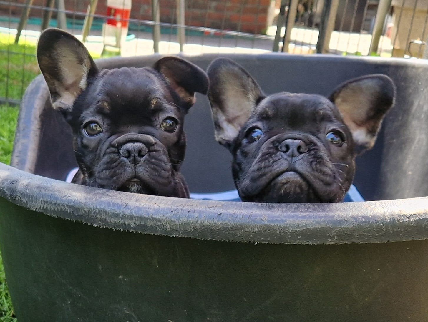 Franse bulldog pups - MOGEN VERHUIZEN, Dieren en Toebehoren, Honden | Bulldogs, Pinschers en Molossers, Parvo, 8 tot 15 weken