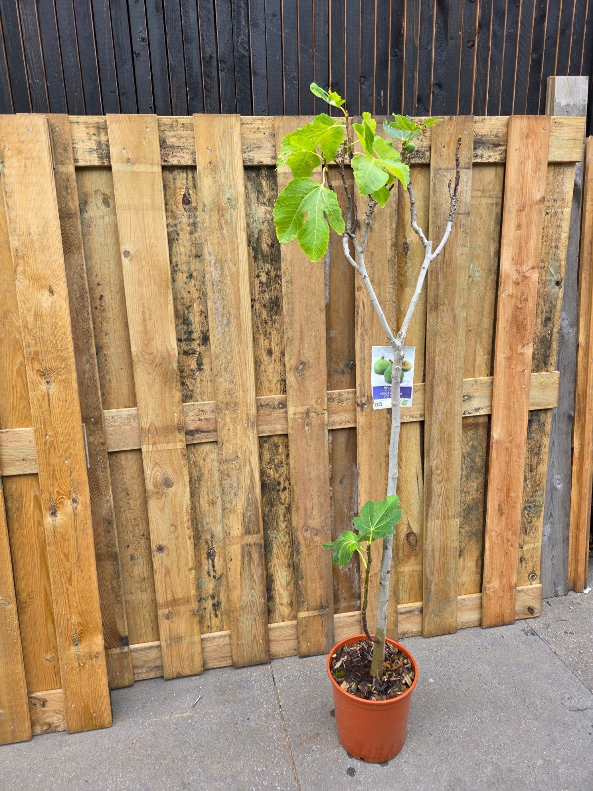 Vijgenboom in pot 180, Tuin en Terras, Ophalen of Verzenden, Overige soorten, Volle zon