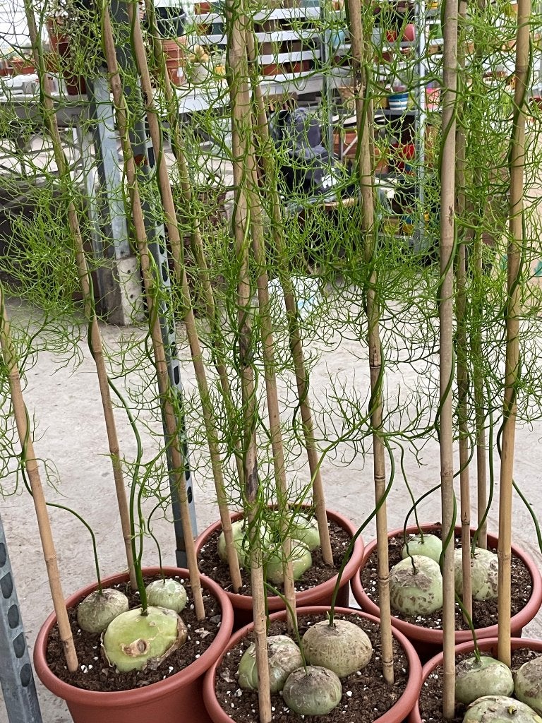 Caudex Bowiea Volubilis in de 30cm pot uit Zuid Afrika., Huis en Inrichting, Kamerplanten, Overige soorten, Ophalen of Verzenden