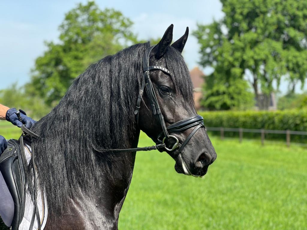 Super knappe en brave friese merrie, Dieren en Toebehoren, Paarden, Merrie, Met stamboom, Dressuurpaard, 3 tot 6 jaar