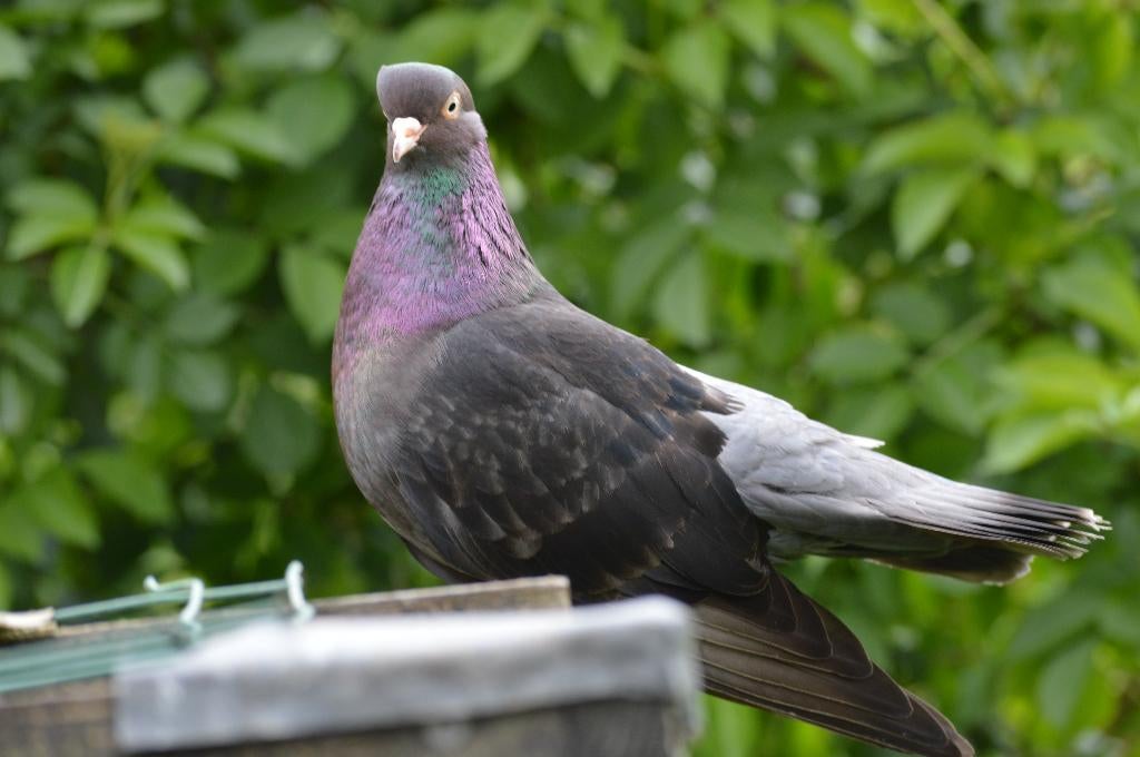 Mooie Oosterse rollers aangeboden, Dieren en Toebehoren, Meerdere dieren, Tuimelaar of Roller