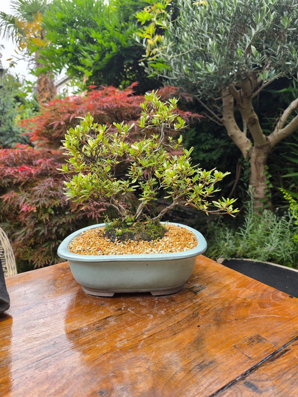 bonsai azalea 12jr in mooie schaal, Ophalen, Rond, Steen, Minder dan 30 cm