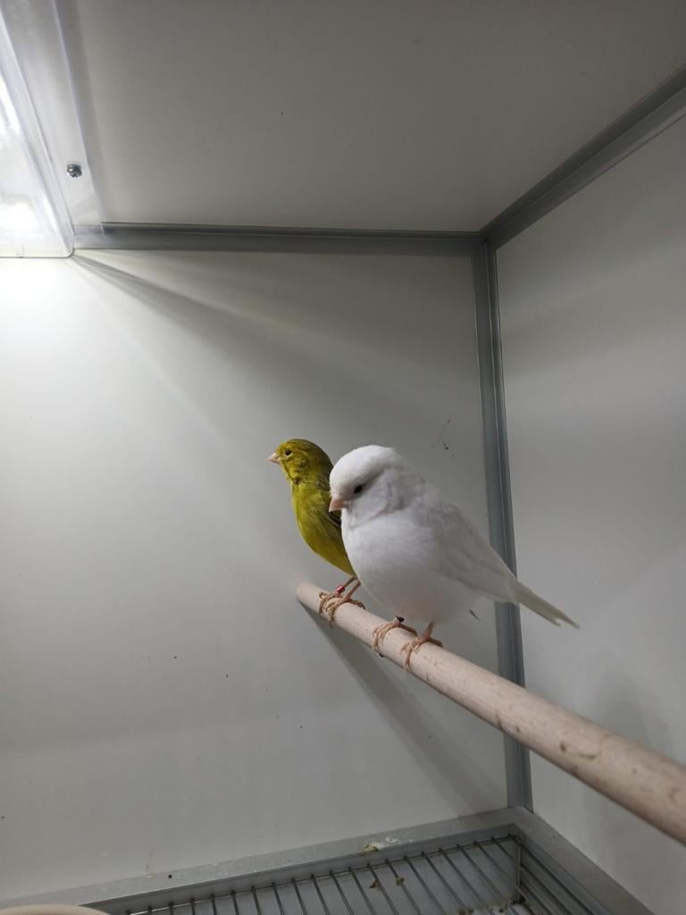 Kanaries, Meerdere dieren, Kleurkanarie