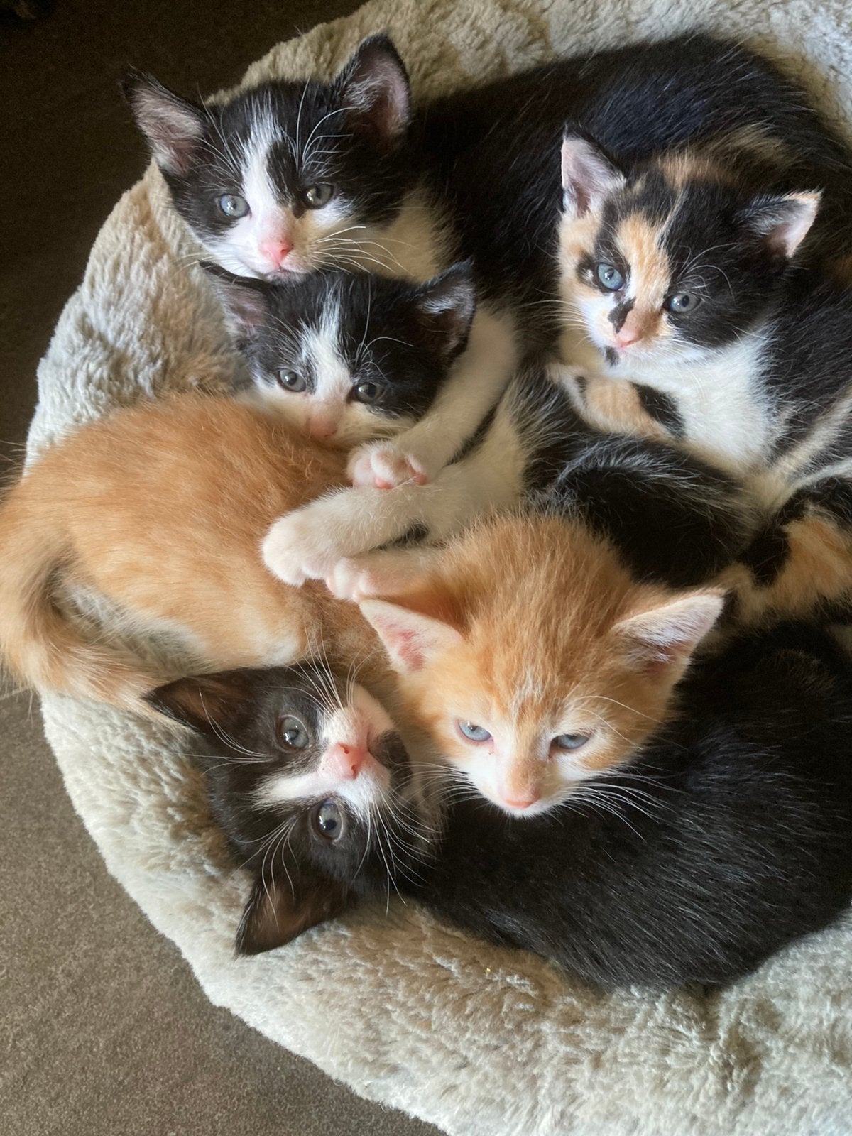 Lieve kittens zoeken een fijn nieuw huisje, Meerdere dieren, Kortharig, 0 tot 2 jaar