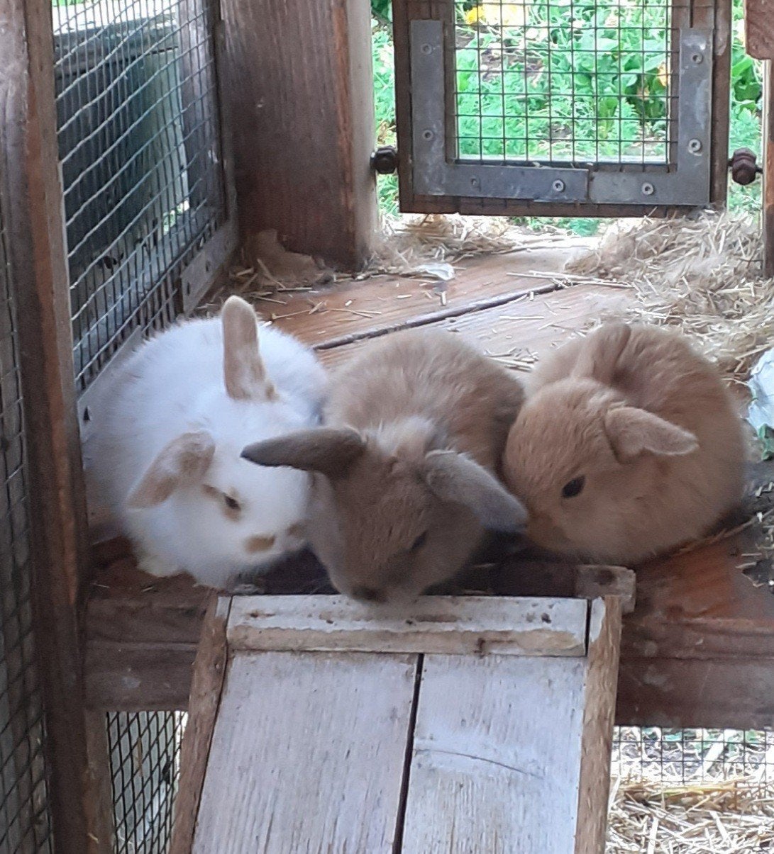 6 super mooie jonge hangoor dwergkonijntjes te koop, Meerdere dieren, Dwerg, Hangoor, 0 tot 2 jaar