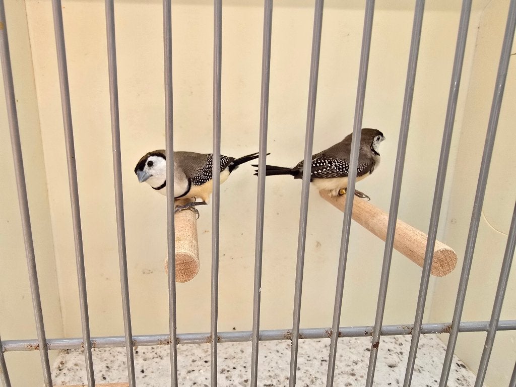 Bichenowastride, Meerdere dieren, Tropenvogel