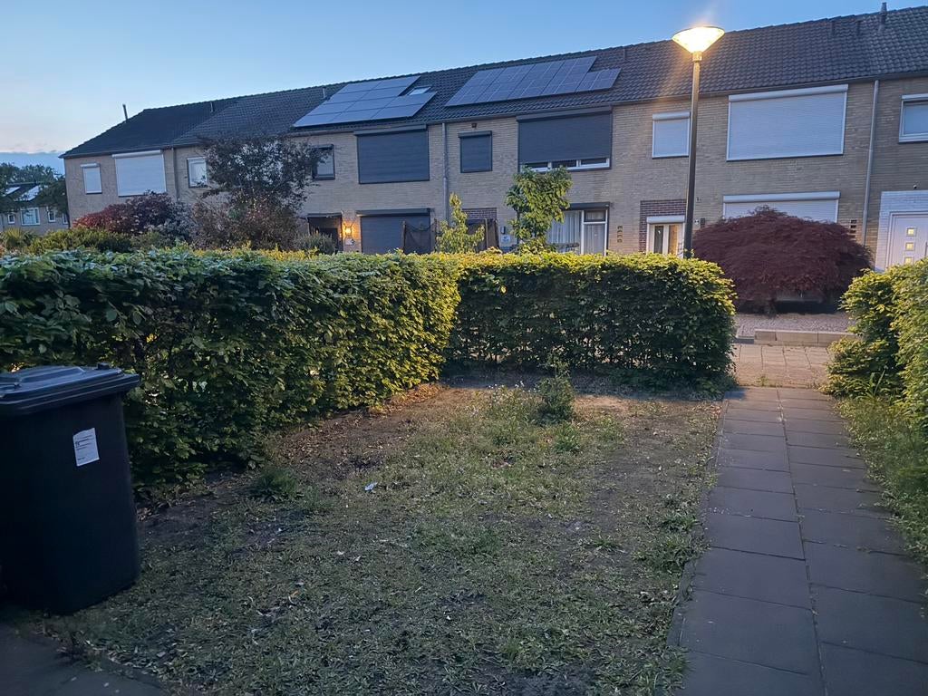 Gratis beukenhaag, Tuin en Terras, Planten | Bomen, Ophalen of Verzenden, Volle zon, Overige soorten, 100 tot 250 cm