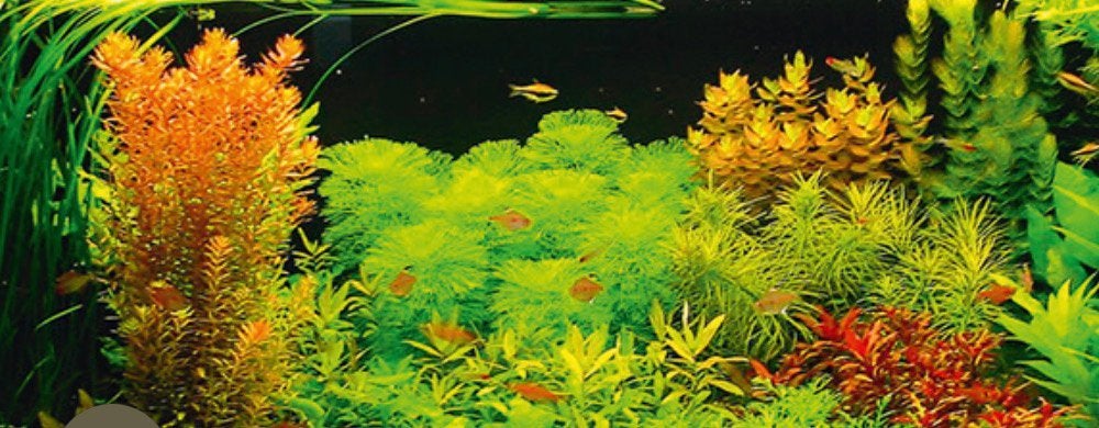 Aquarium planten gezocht, Dieren en Toebehoren, Vis