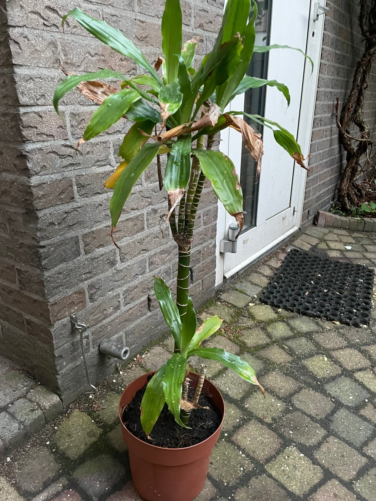 Mooie Yuca, Huis en Inrichting, Ophalen, Halfschaduw, Minder dan 100 cm