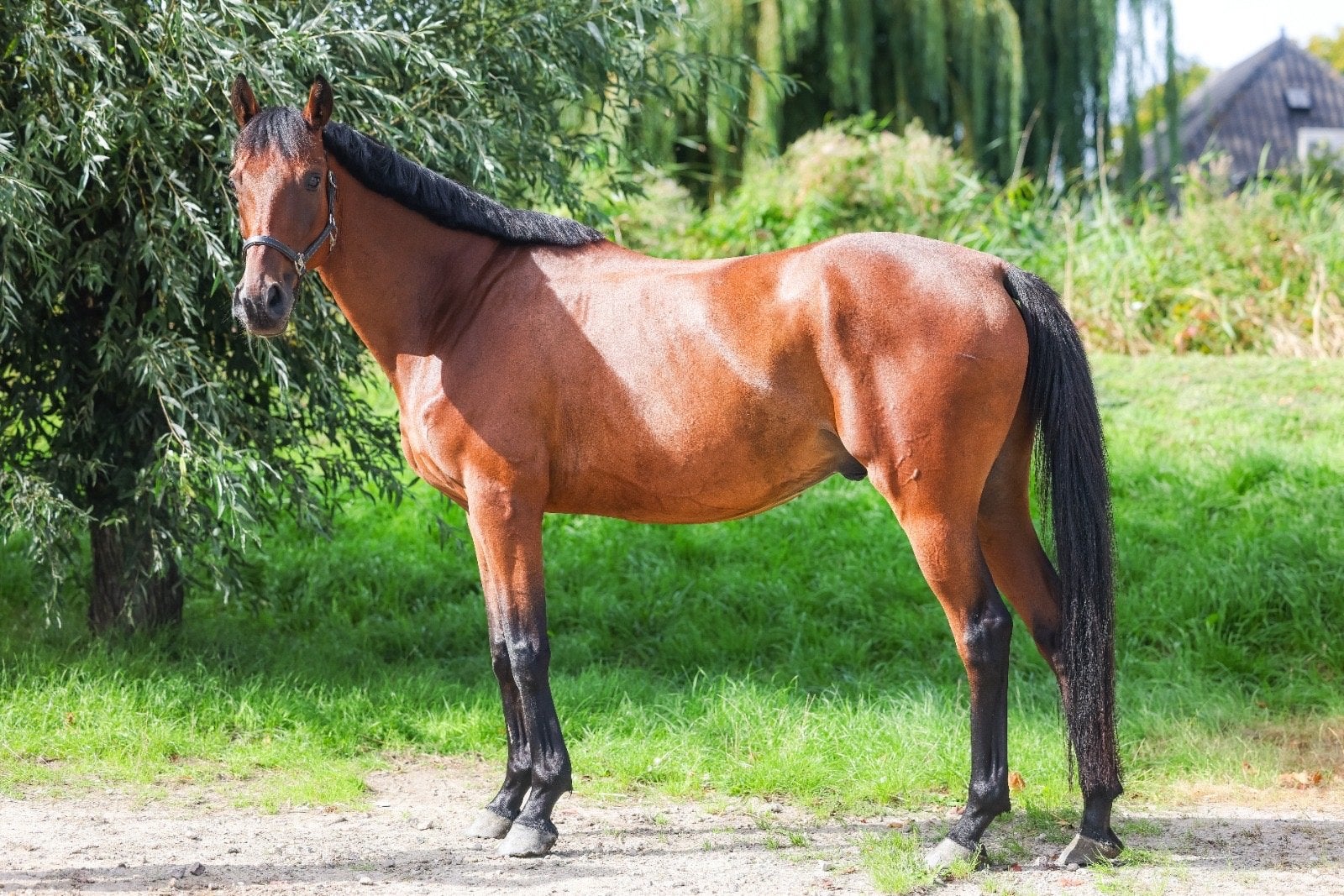 Te koop 9 jarige ierse volbloed ruin, Dieren en Toebehoren, Ruin, 7 tot 10 jaar, 160 tot 165 cm, Recreatiepaard