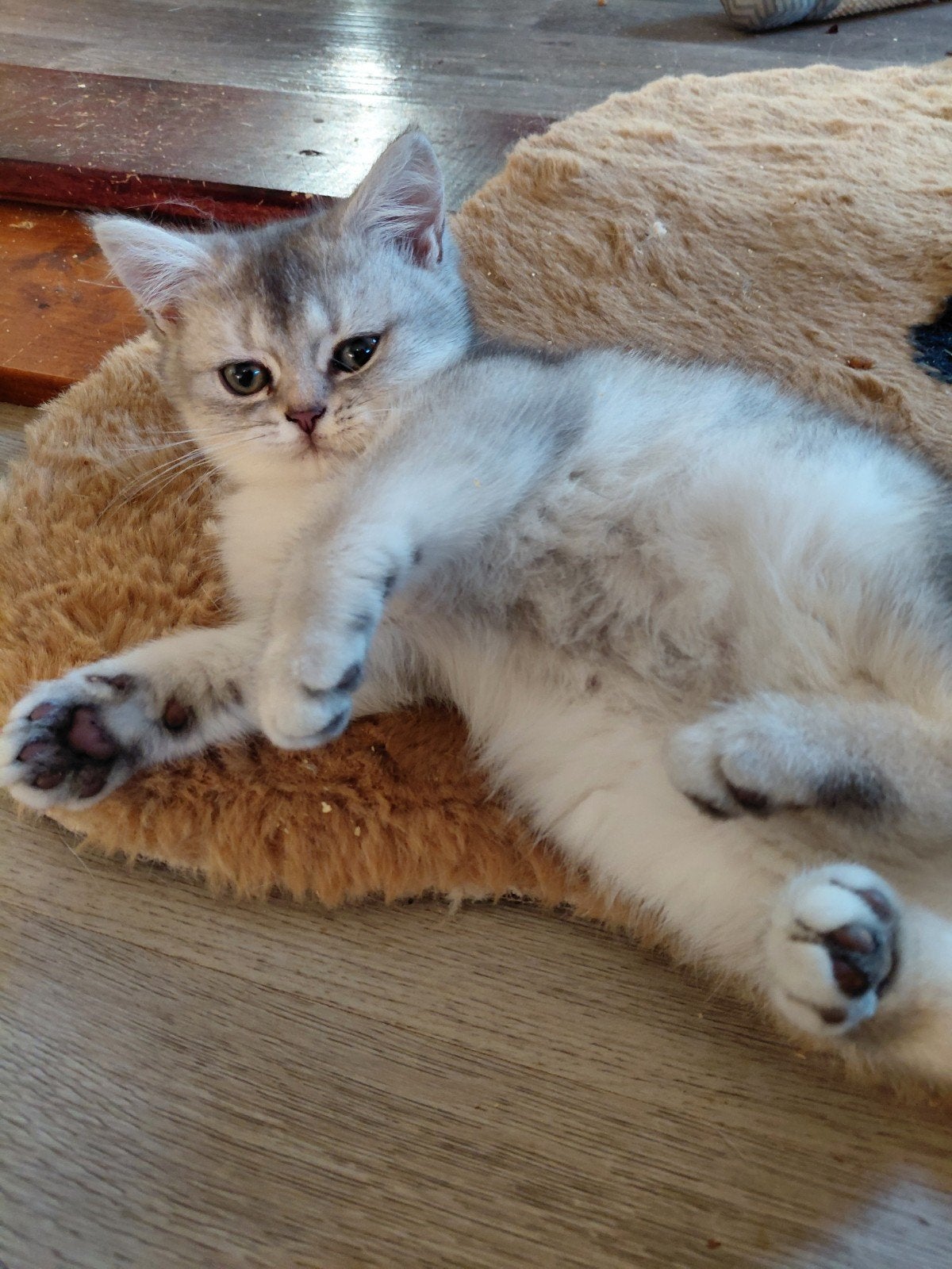 britse korthaar kittens nog 1poesje beschikbaar, Dieren en Toebehoren, Poes, Ontwormd